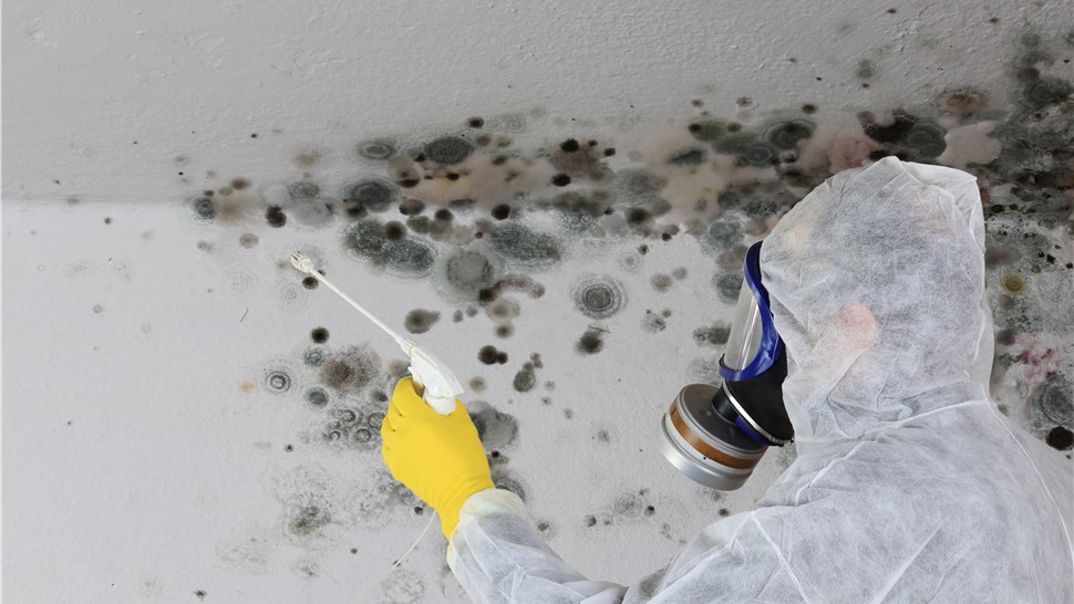 Mold - Mold Removal Photo 1