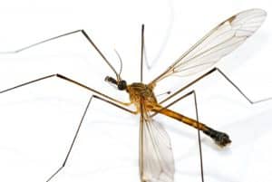 large mosquito