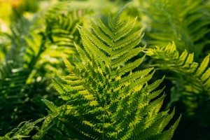 fern plant