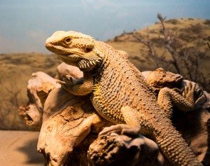 bearded dragon sunbathing