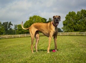 great dane dog