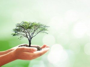 hands holding tree go green