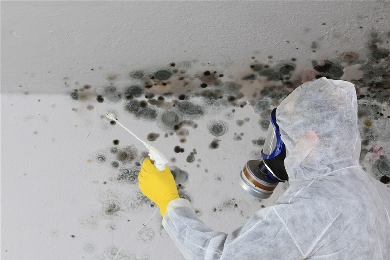 Why Hiring a Mold Removal Service is Good for Your Health