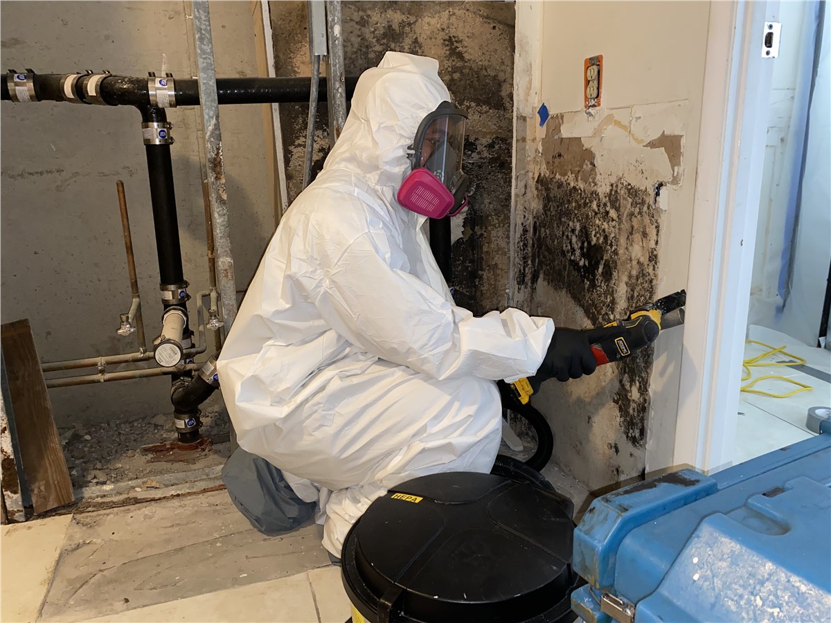 Mold Inspection Testing